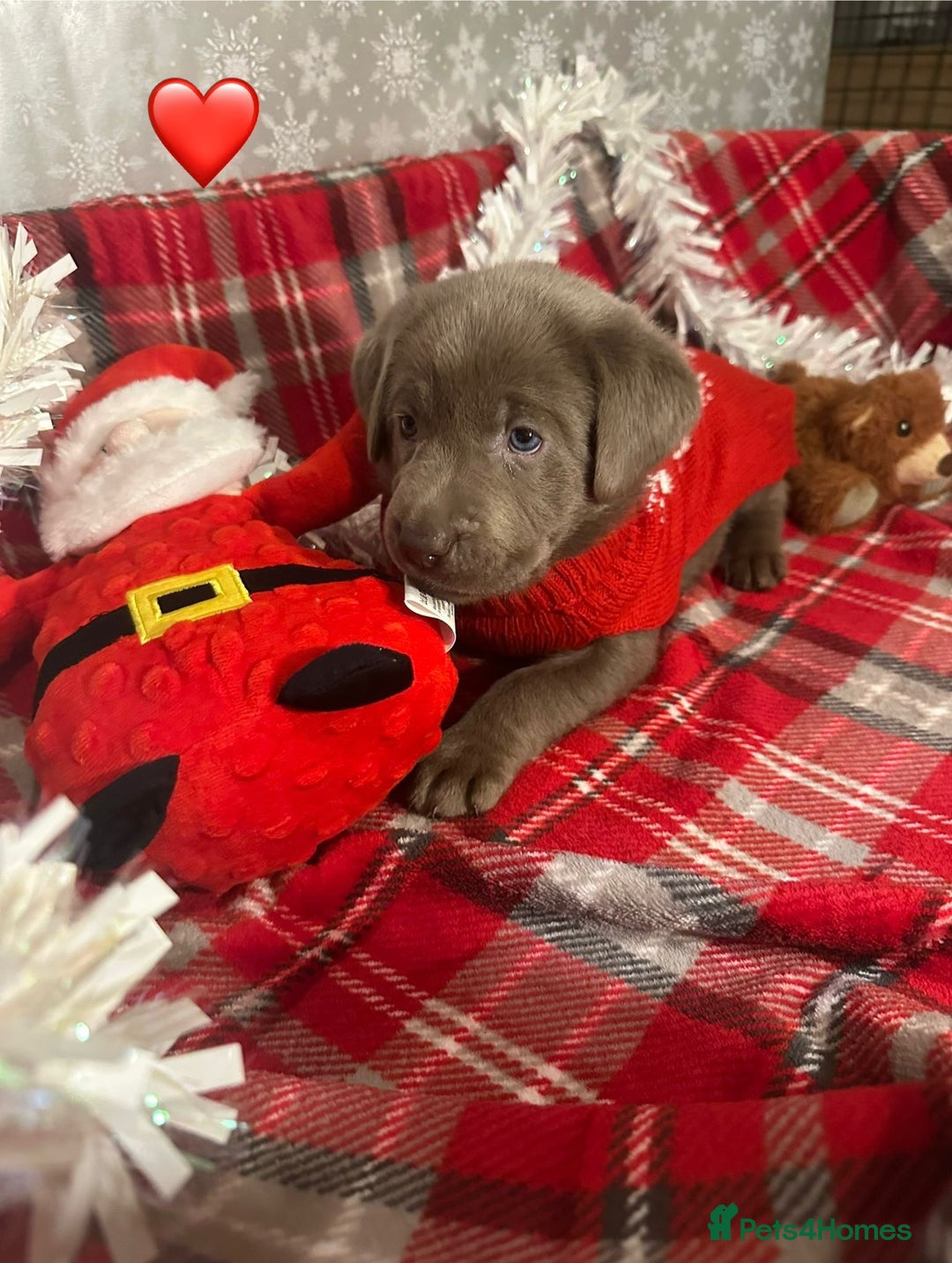 Labrador Retriever dogs for sale: !REDUCED! silver labrador's KC - Advert 15