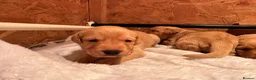 Labrador Retriever dogs for sale: KC Registered Labrador Retrievers - Advert 9