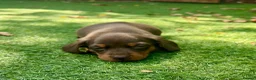 Miniature Dachshund dogs for sale: Miniature Dachshund. X1 Choc and tan available  - Advert 9