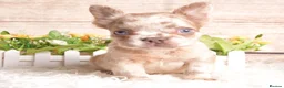 French Bulldog dogs for sale: Kc registered french bulldogs READY TO LEAVE  - Advert 7