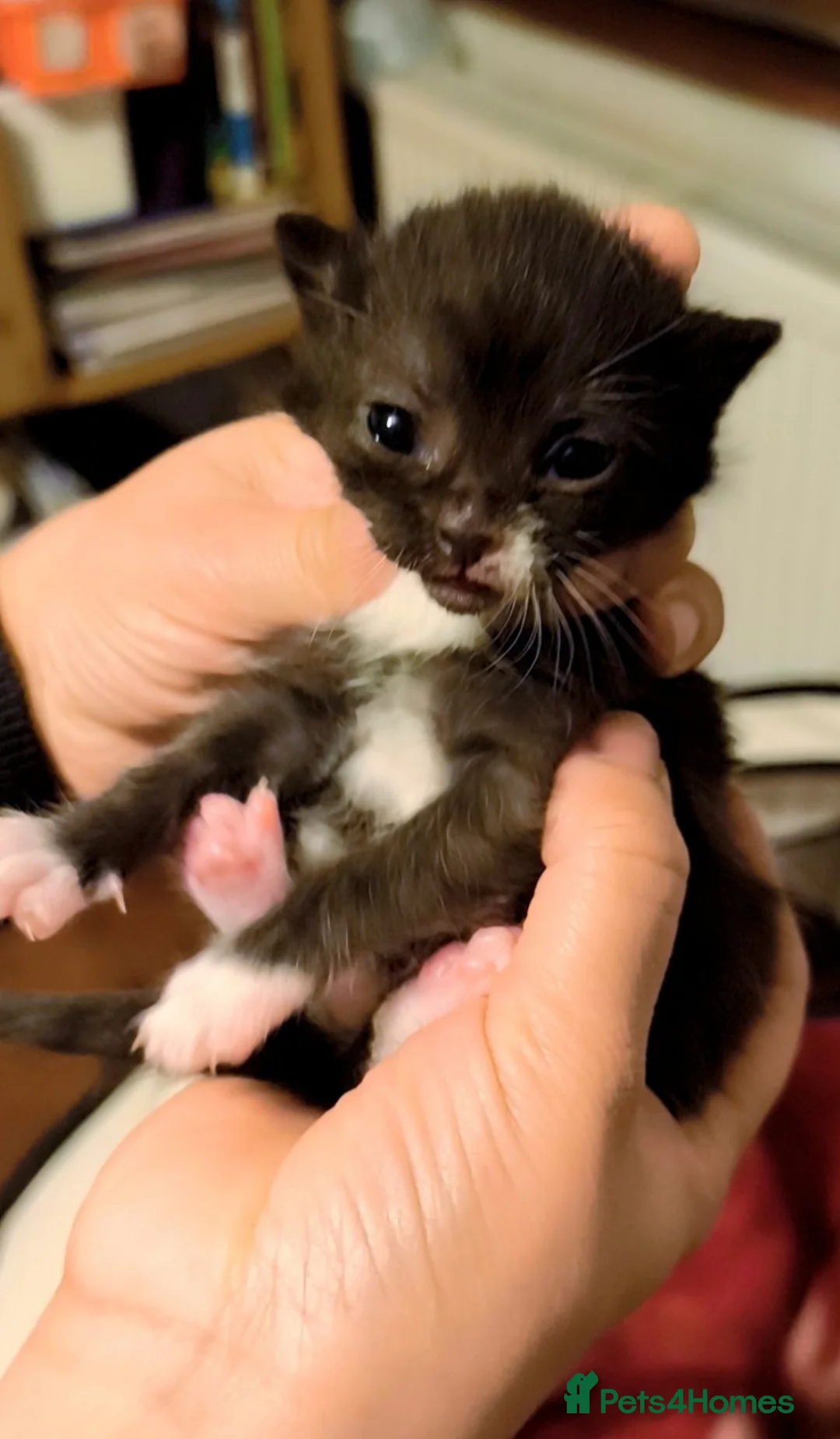 Mixed Breed cats for sale: Kittens for sale  in London - Advert 5