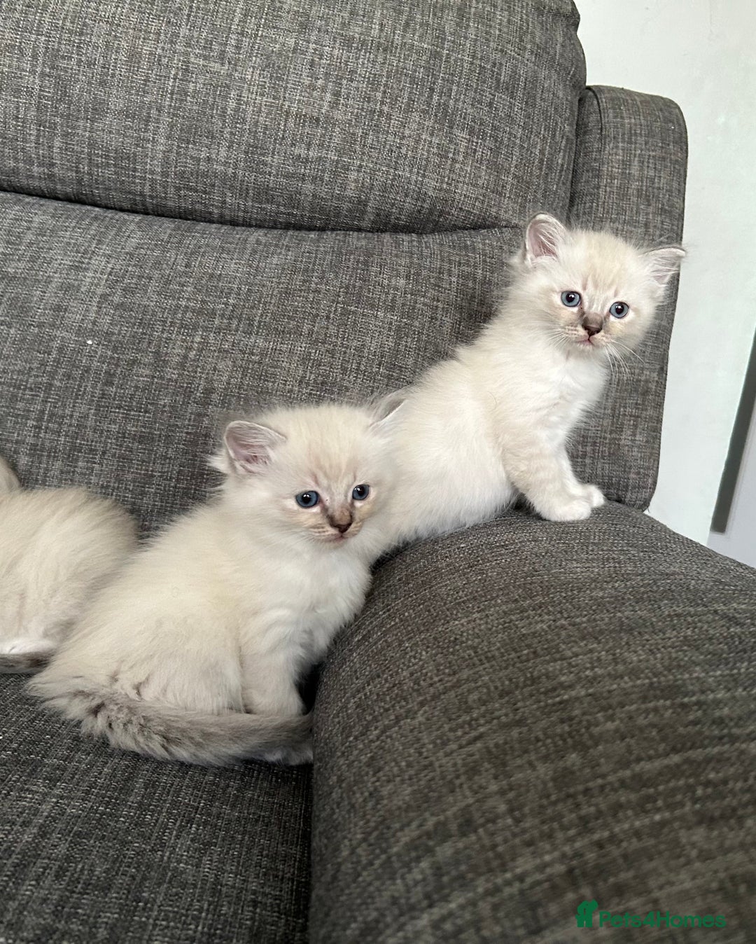 Ragdoll cats for sale: Amazing Ragdoll kittens 3 female 1 male - Image 12