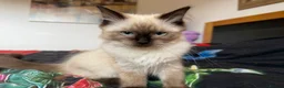 Ragdoll cats for sale: Ragdoll Kittens for Sale - Advert 2