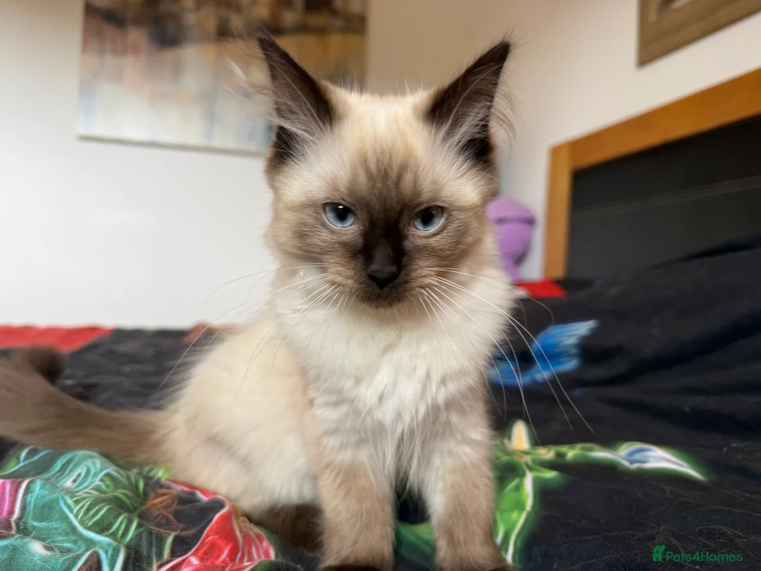 Ragdoll cats for sale: Ragdoll Kittens for Sale - Advert 2