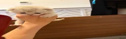 Scottish Fold cats for sale: Champion bloodlines Scottish Fold/Straight Kittens - Advert 15