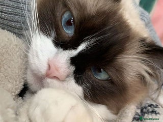 Ragdoll cats Zhuri - Advert 8