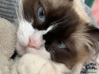 Ragdoll cats Zhuri - Advert 10