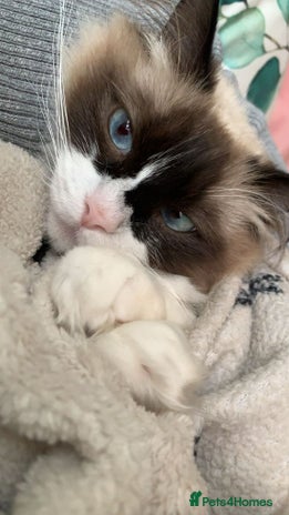 Ragdoll cats Zhuri - Advert 3