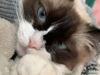 Ragdoll cats Zhuri - Advert 1