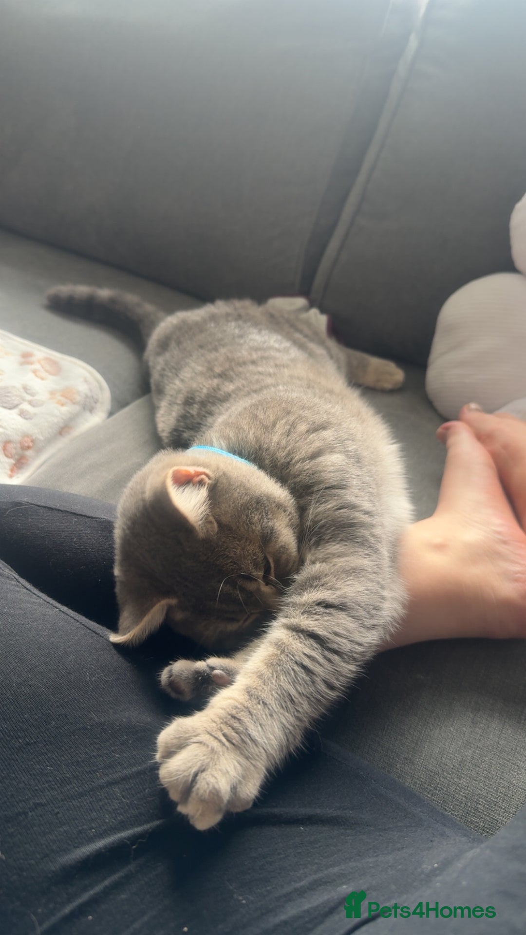 British Shorthair cats for sale: British shorthair boy  - Advert 6