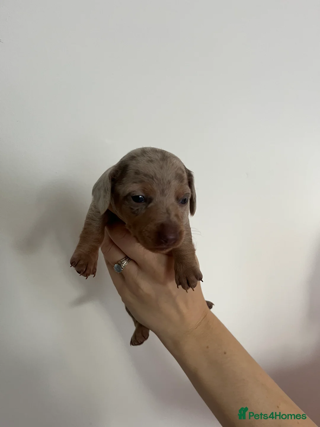 Miniature Dachshund dogs for sale: Miniature dachshund (short haired) - Advert 8