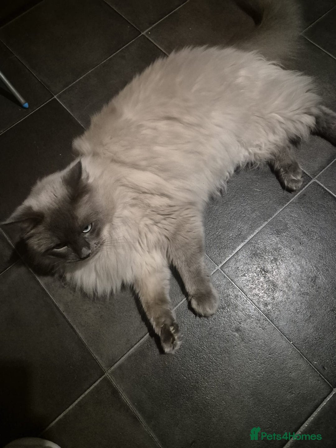 Ragdoll cats for sale: 3-year-old male Ragdoll/Lynx  born 28 April 2022 - Advert 1