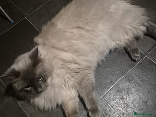 Ragdoll cats 3-year-old male Ragdoll/Lynx born 28 April 2022 - Advert 11