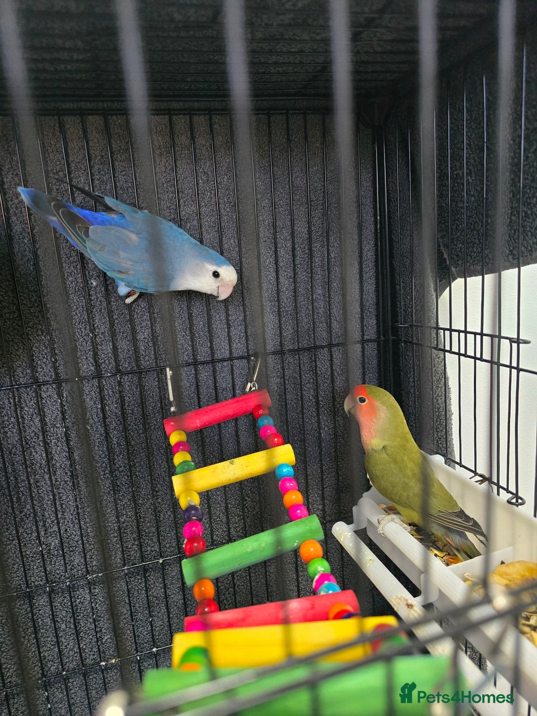 Lovebirds birds for sale: For sale - Image 7