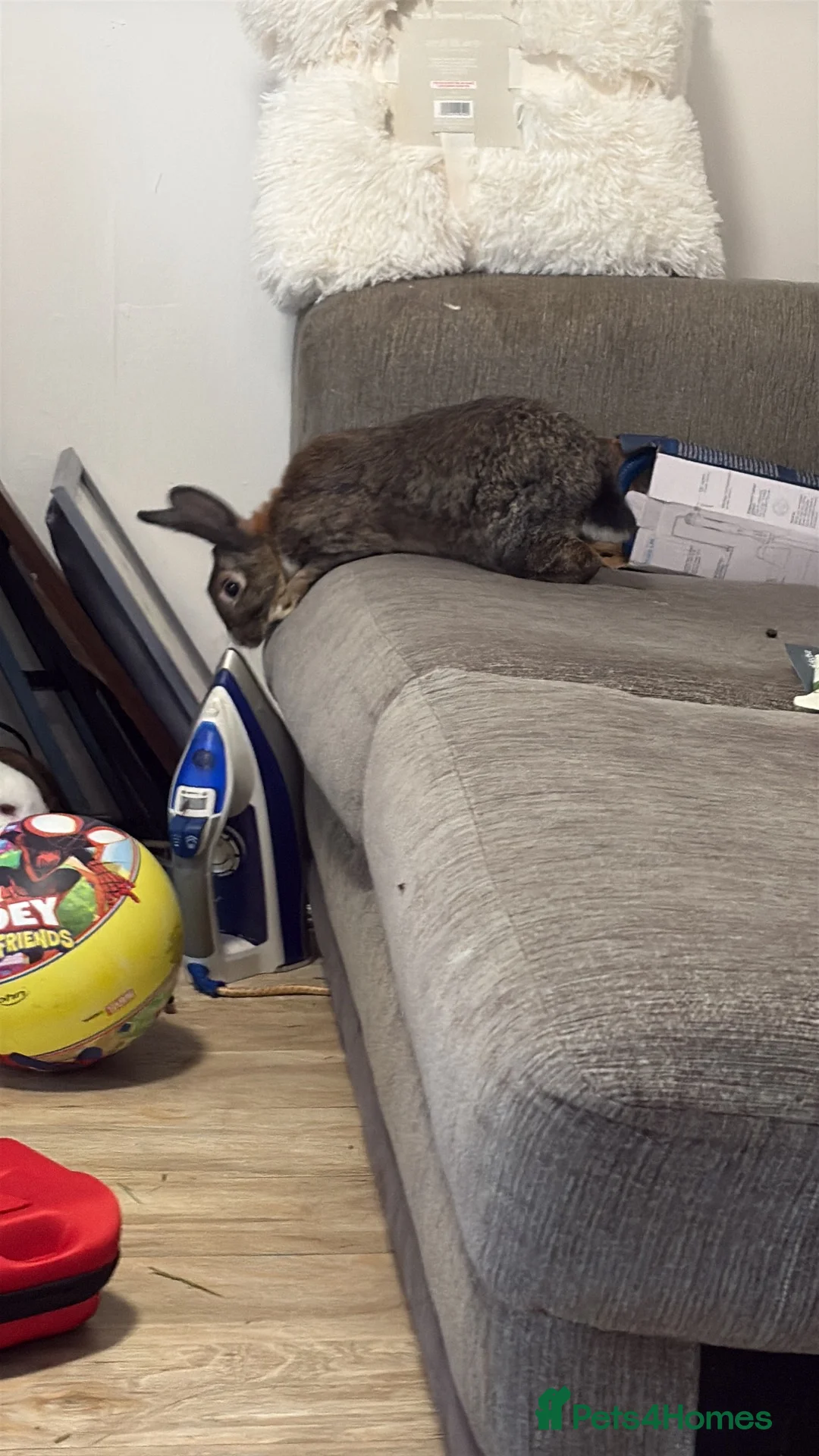 Tri Coloured Dutch rabbits for sale: Dutch rabbits  - Advert 2