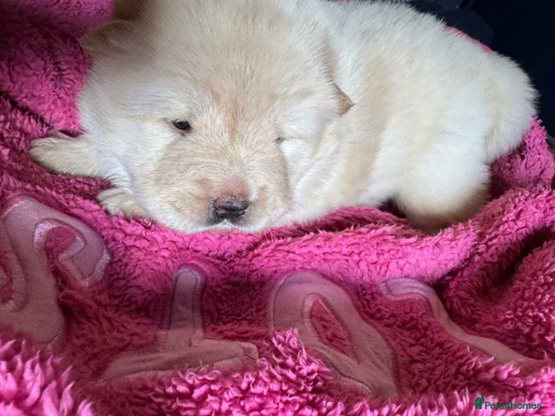 Chow Chow dogs - Advert 12