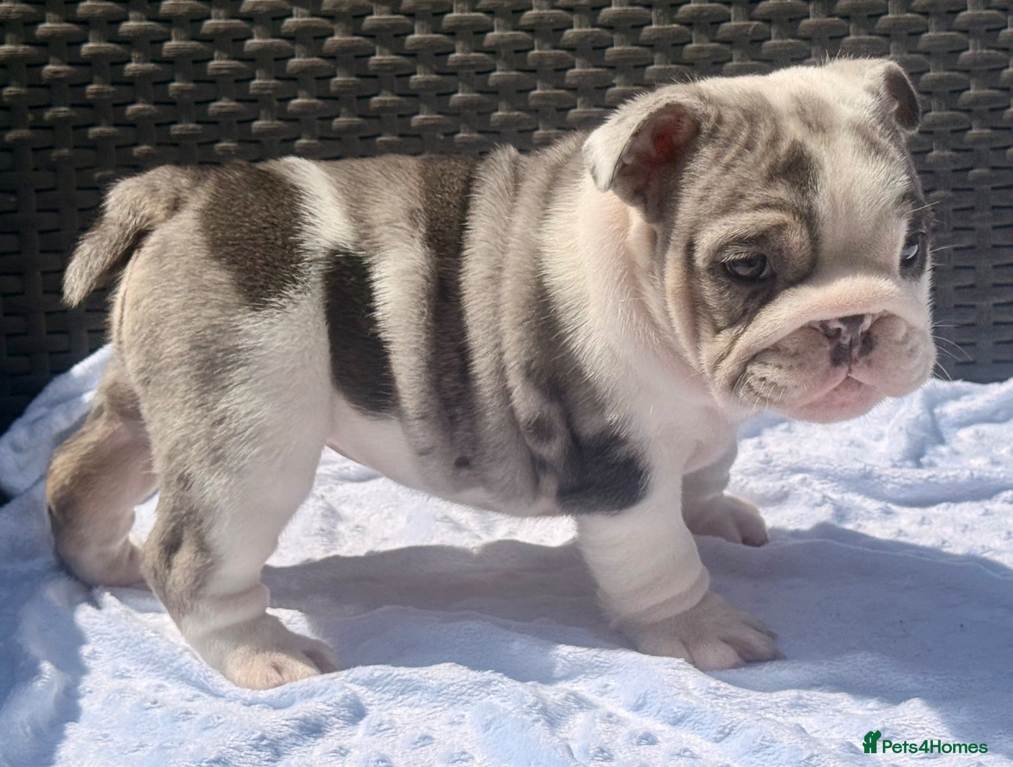 English Bulldog dogs Stunning Blue English Bulldog Pups for Sale  - Advert 1