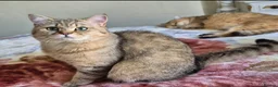 British Shorthair cats for sale: Stunning Black Golden BSH boy 💥 - Advert 15