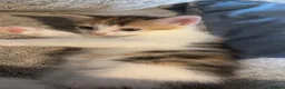 Mixed Breed cats for sale: 2 beautiful male kittens  - Advert 3