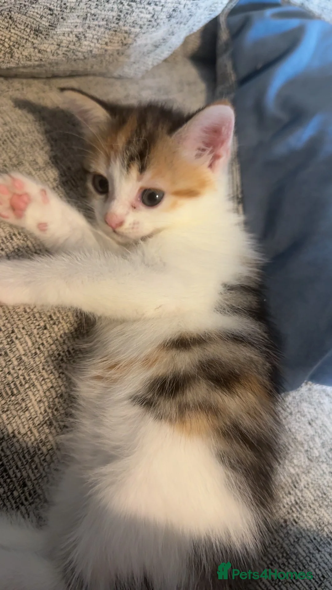 Mixed Breed cats for sale: 2 beautiful male kittens  - Advert 3
