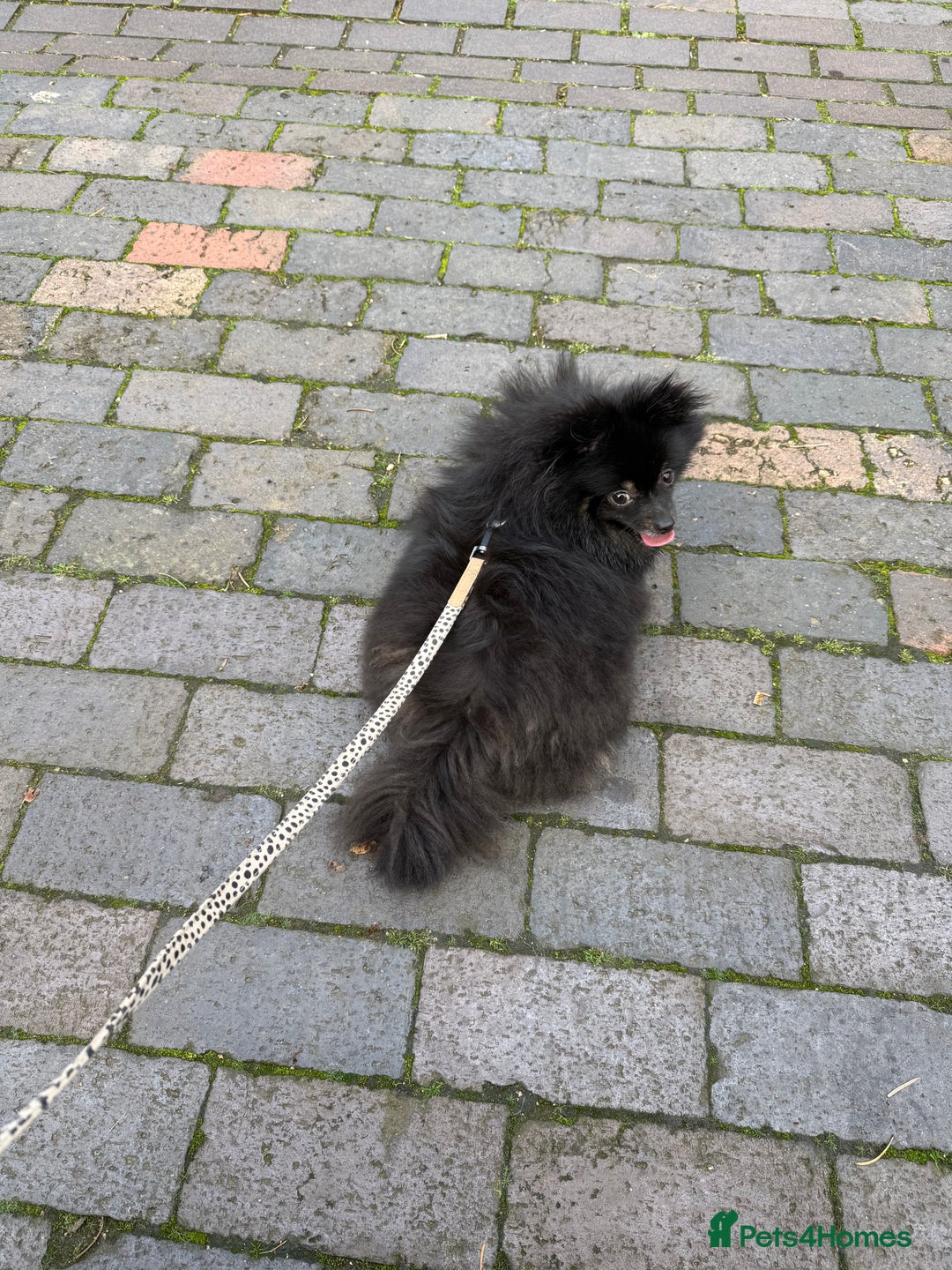 Pomeranian dogs for sale: Roxy the Pomeranian - Advert 12