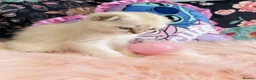 Scottish Fold cats for sale: 🐾 Stunning Scottish kitties 🐾 - Advert 15