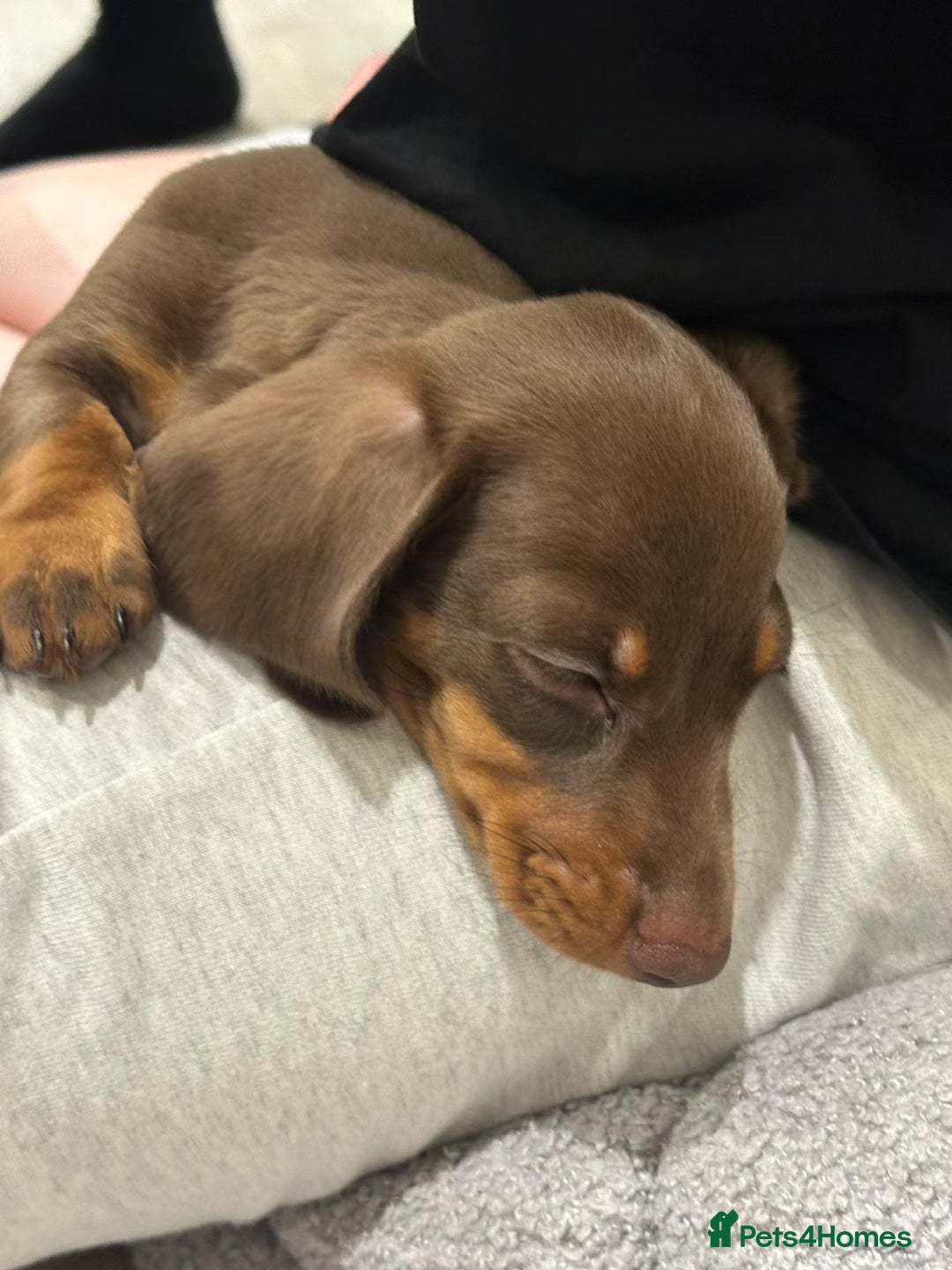 Dachshund dogs for sale: Adorable, Affectionate Dachshund Puppy for Sale🥰 - Advert 6