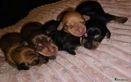 Dachshund dogs for sale: Dashound puppies - Image 1