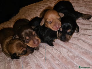 Dachshund dogs for sale - Advert 1