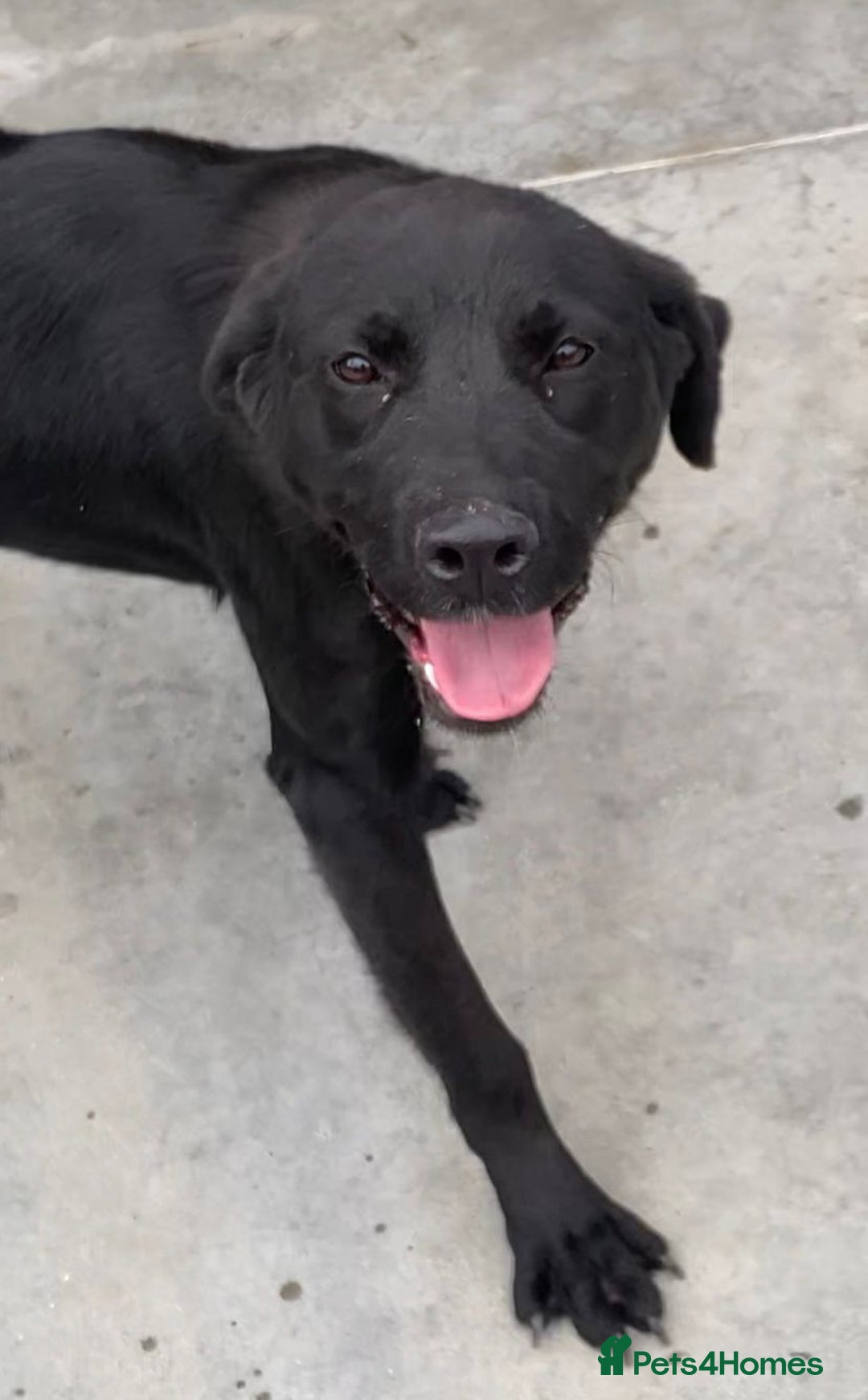 Mixed Breed dogs for adoption: Nyx, 1 yr old approx. Available for adoption. - Advert 4