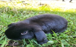Mini Lop rabbits for sale: Black Male Mini Lop - Image 2