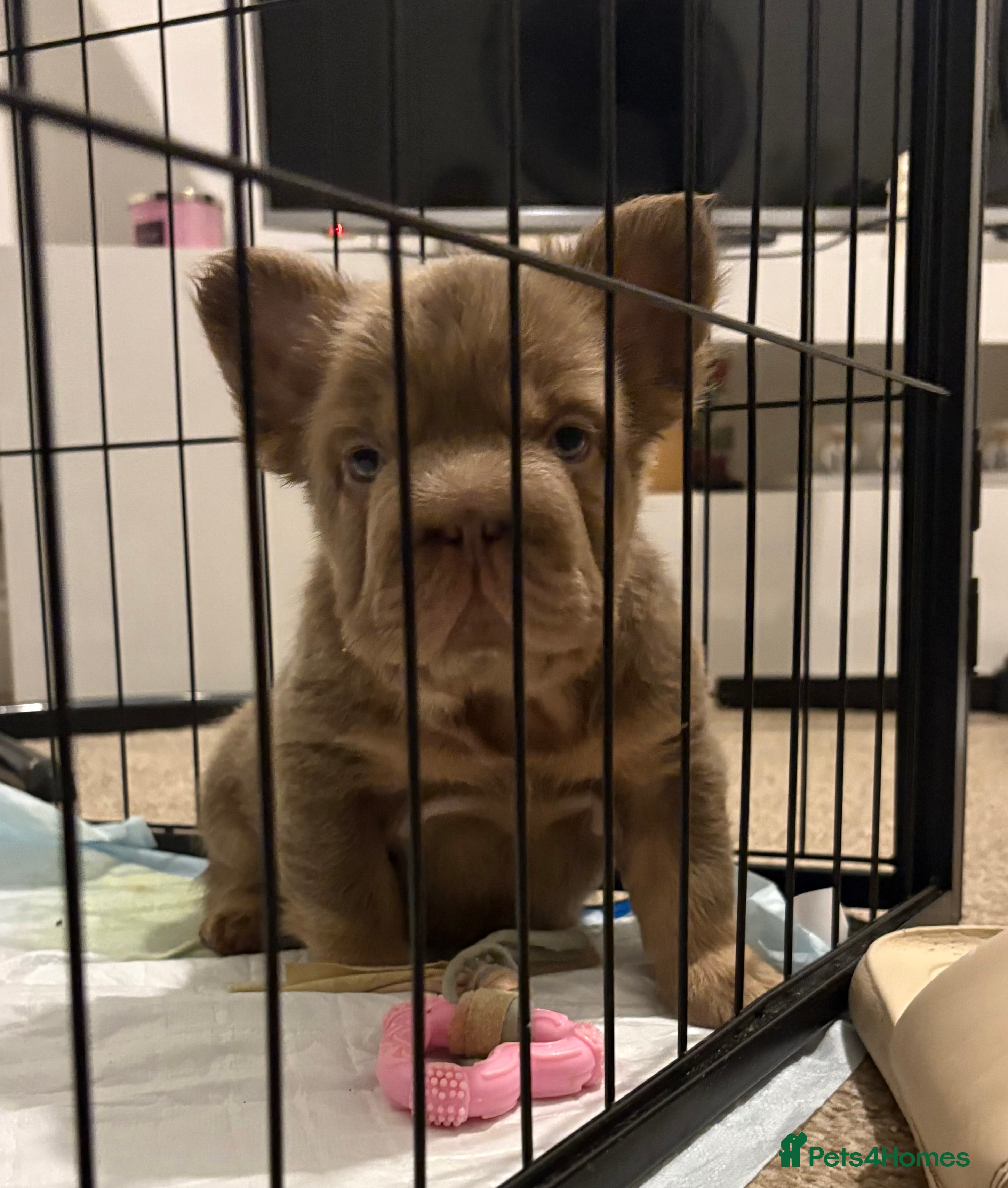 French Bulldog dogs 💙🩷READY TO LEAVE- Beautiful french bulldogs🩷💙 - Advert 1
