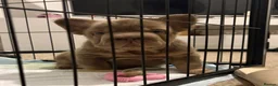 French Bulldog dogs for sale:  MASSIVELY REDUCED AGAIN!!READY TO LEAVE-frenchies - Advert 19