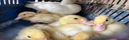 Mixed Breed birds for sale: Call ducks in Crediton - Advert 7