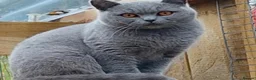 British Shorthair cats for sale: BLUE GCCF REGISTERED QUEEN - Advert 3