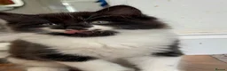 Domestic Shorthair cats for sale: Adorable Tuxedo Kittens Looking For New Homes - Advert 8