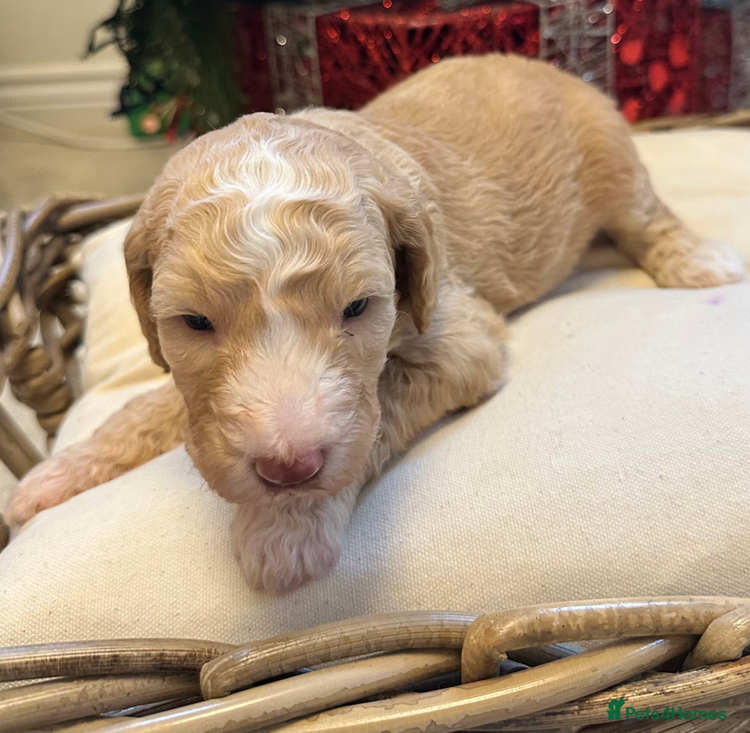 Mixed Breed dogs for sale: Australian double doodles  - Advert 20