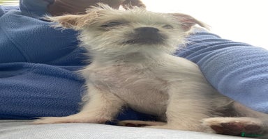 Mixed Breed dogs - Advert 1