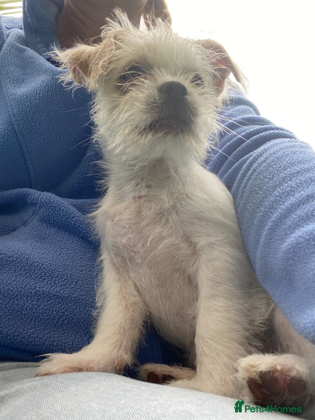 Mixed Breed dogs for sale: Beautiful playfull puppies ready now  - Image 2