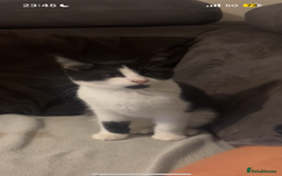 Mixed Breed cats for sale: 1x Black&white female, 1x full black male  - Image 2
