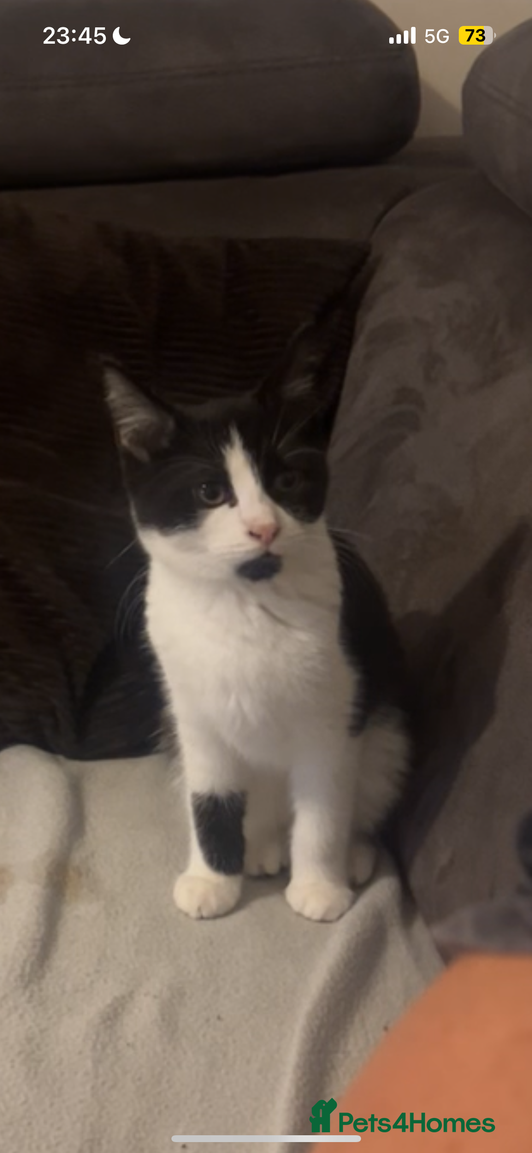 Mixed Breed cats for sale: 1x Black&white female, 1x full black male  - Image 2