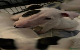 English Bull Terrier dogs for sale: The last 2x EBT Babies... - Image 9