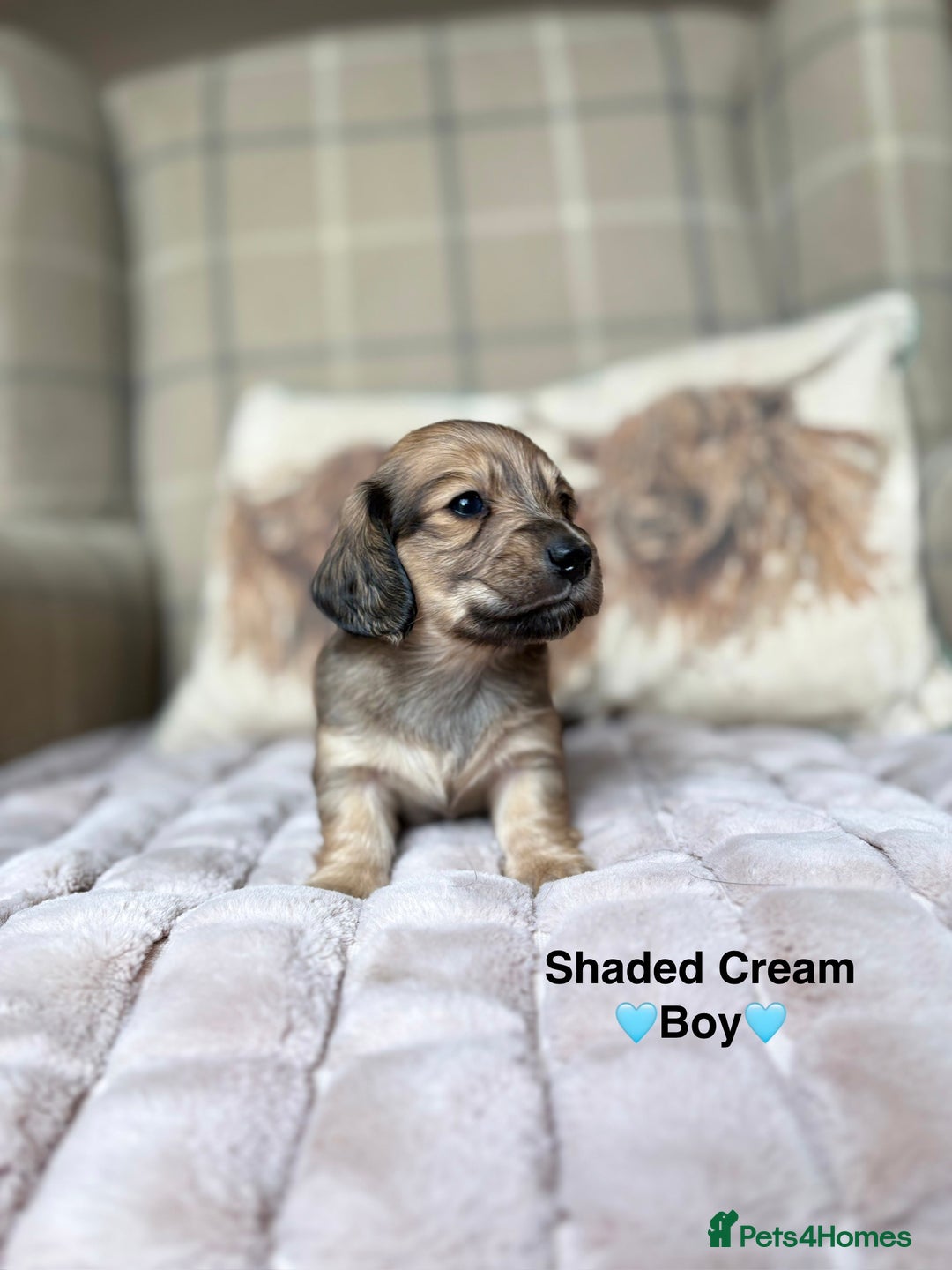 Miniature Dachshund dogs for sale: 🩷LONG HAIRED CREAM DACHSHUNDS🩵 - Advert 16