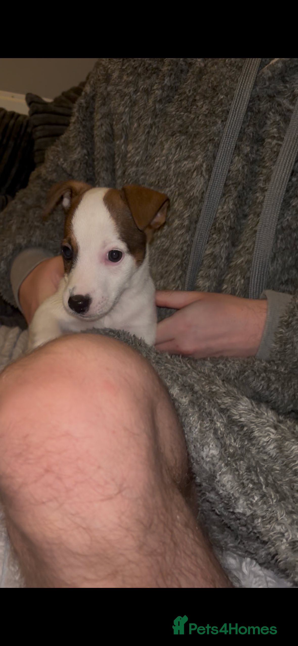 Jack Russell dogs Beautiful Jack Russell puppies ready now! - Advert 9