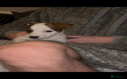 Jack Russell dogs for sale: Jack Russell’s  - Advert 1