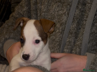 Jack Russell dogs Jack Russell’s - Advert 2