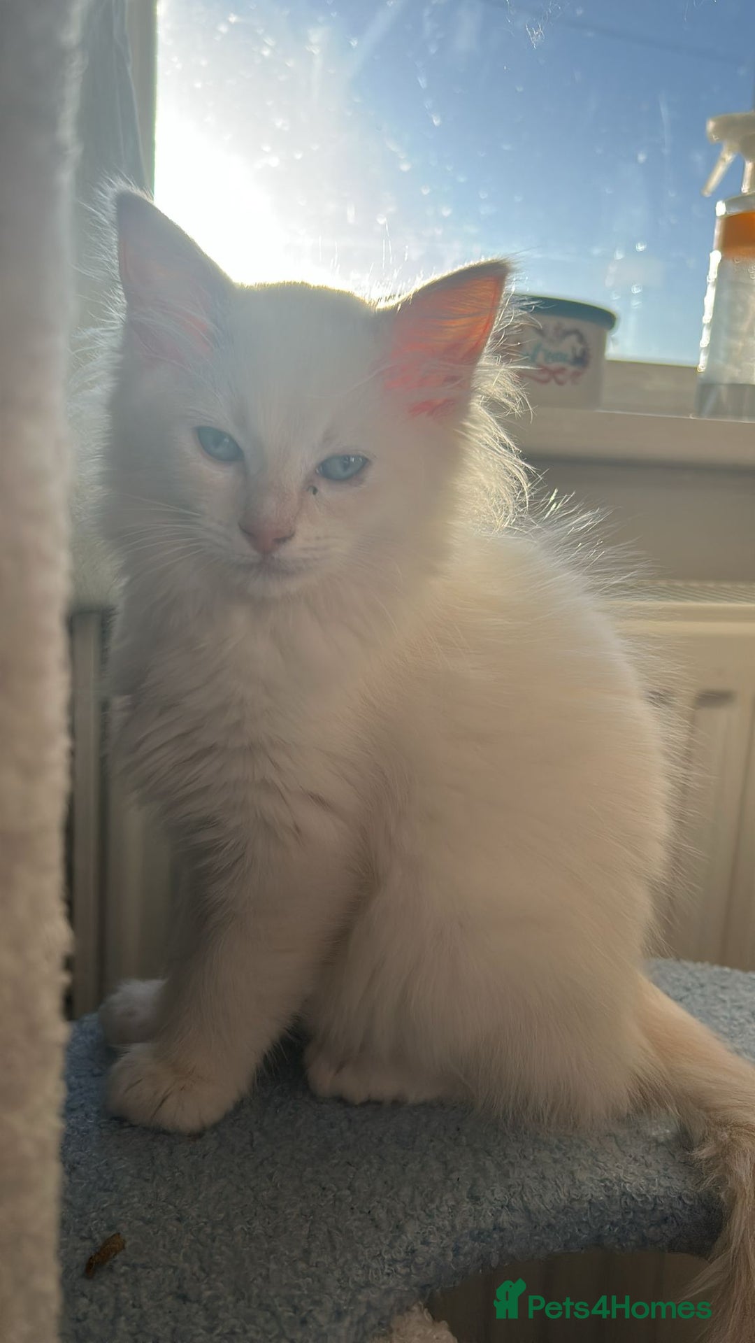 Ragdoll cats for sale: 3 beautiful GCCF Ragdoll Kittens  - Image 13