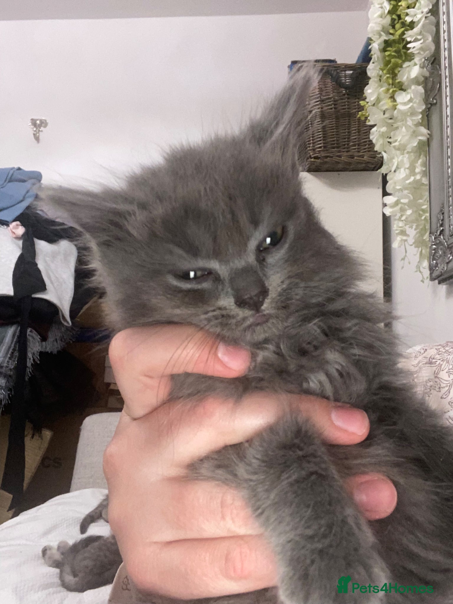 Mixed Breed cats Beautiful British shorthair cross Maine coon - Advert 12