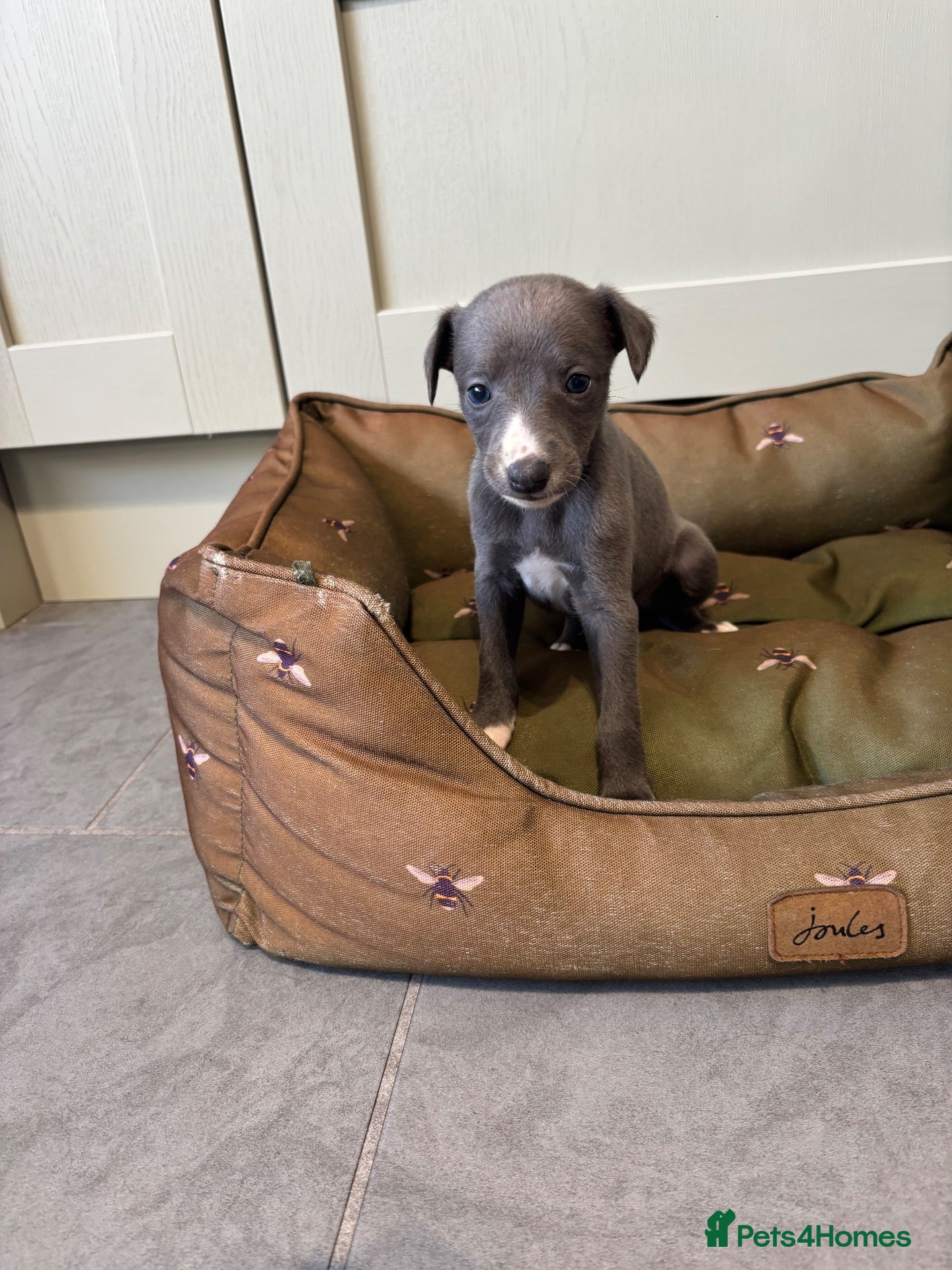 Whippet dogs Quality Whippet puppies.  - Advert 1