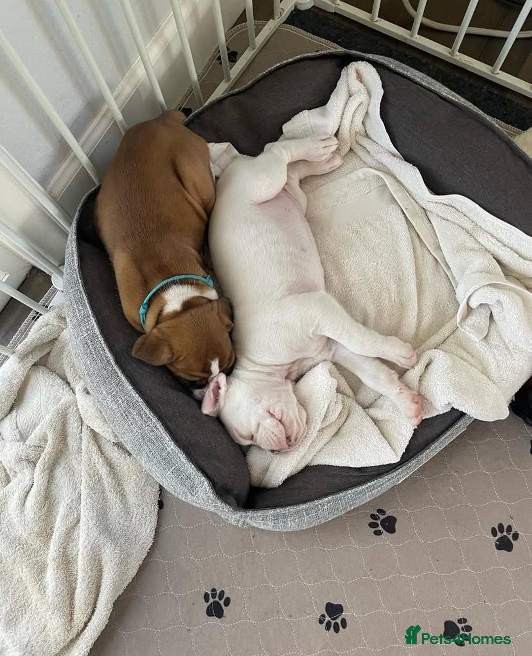 Boxer dogs for sale: Stunning beautiful Boxers - Advert 6